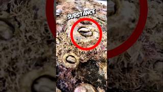 Team Rescued Giant sea turtle from barnacles🥺🥹 shortfeed turtlerescue animalstories [upl. by Ehrsam904]