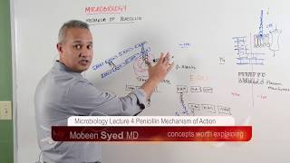 Microbiology Lecture 4 Penicillin Mechanism of Action [upl. by Charlean19]