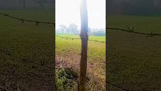 Khet mein fencing tar ki [upl. by Madson]