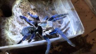 Haplopelma lividum mating [upl. by Bhayani]