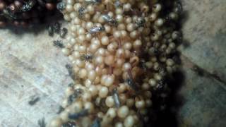 Tetragonula Laeviceps Brood Cells [upl. by Ellary]