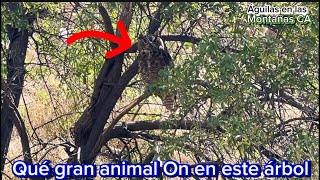 Puras mudadas de cascabel y un animal gigante en este árbol [upl. by Aydin976]