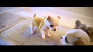 Chihuahua Puppies Brawl Play Fighting  biting each others tails [upl. by Colville]