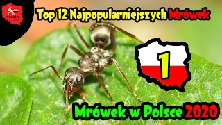 Top 12 Najpopularniejszych mrówek w Polsce 2020 [upl. by Iruyas]