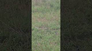 Red belly black snake visiting the chook homestead redbelly snake homestead selfsufficiency [upl. by Lekim290]