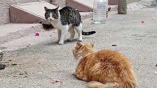 Yellow Cat Defending Its Territory 🐱  The Struggle of Street Cats [upl. by Nnairb981]