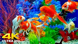 Aquarium 4K VIDEO ULTRA HD 🐠 Beautiful Relaxing Coral Reef Fish  Relaxing Sleep Meditation Music [upl. by Hoagland858]