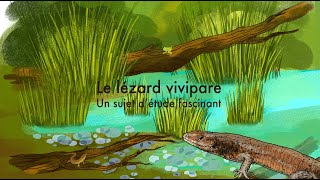 Lézard vivipare un sujet détude fascinant [upl. by Christal]