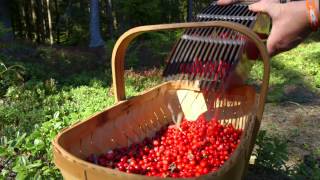 Swedish Lingonberries  quotA Living Traditionquot [upl. by Gone]