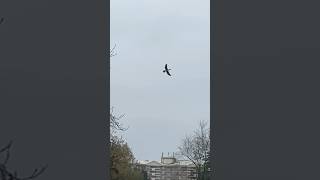 Great Cormorant Flying Next To A Tree In Slow Mo  Thornes Park birds avian nature [upl. by Ellan]