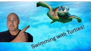 Swimming with Sea Turtles in Hawaii [upl. by Adleme]