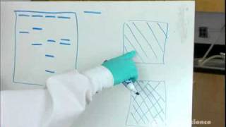 Electrophoresis How to Read Results [upl. by Harad]