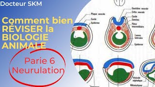 👩‍💻Lyoum dernière vidéo de révision Stade de la NEURULATION et ORGANOGENÈSE bonne lecture👩‍💻 [upl. by Clovis]