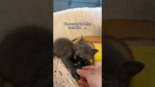 The cwrispiest interview with Dumpling 🥟🎤 babykittens fosterkittens rescuekittens [upl. by Naie]