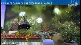 Le piante da bacca che decorano il Natale [upl. by Acinorej955]