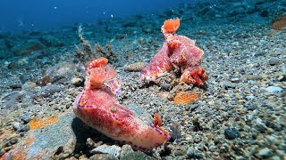 Ceratosoma tenue nudibranch mating in Ambon  Indonesia  September 2024 4K60fps [upl. by Yanat]