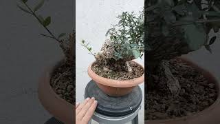 Bonsai olacak zeytinoleaoliveacebuche shorts shortvideo short bonsai [upl. by Barncard492]