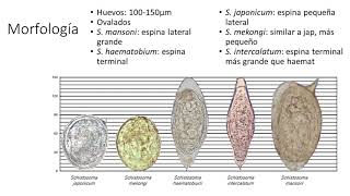 Tremátodos Paragonimus y Schistosoma [upl. by Omiseno53]