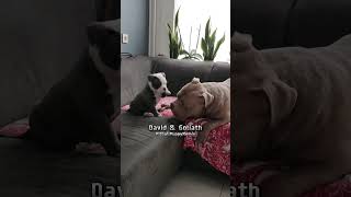 Tiny Puppy Challenges Giant Dog in EPIC Couch Battle shorts cutedogs dogsoftiktok [upl. by Vil]