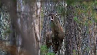 Türkiyede Yaban Hayatı Fotoğrafçısı Wildlife in Turkey [upl. by Nnylrac]