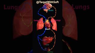 Deoxygenated Blood amp Oxygenated Blood SCIENCETargetWithSoft viralvideo bodysystem science [upl. by Llebana]