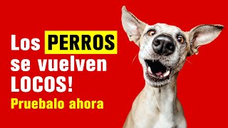 Sonidos de juguete chirriantes LOS PERROS se vuelven LOCOS Pruebalo ahora [upl. by Vish199]