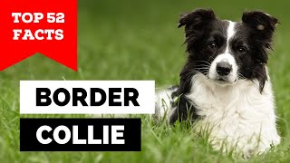 99 of Border Collie Owners Dont Know This [upl. by Nannoc]