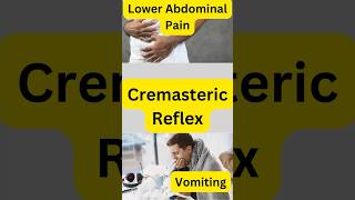 Cremasteric Reflex USMLE HighYield [upl. by Bruis]