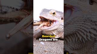 Bearded Dragon The Ultimate Care Guide [upl. by Esinahs]