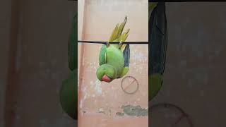 Methu Methu Parrot 🦜 parrot maintota kahaniya [upl. by Pilloff299]