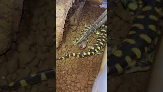 エレキング タイガーサラマンダー Eastern Tiger Salamander  Ambystoma tigrinum shorts shortsvideo [upl. by Poul]