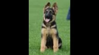 Puppy Training  Positive Method  3 months old German Shepherd Dog  K9 Ambassador [upl. by Mackenie842]