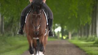 Saracen training bursary  Horse amp Hound [upl. by Paddie]