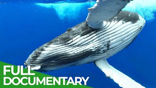 Adventure Ocean Quest The Giants of Rurutu  Episode 2  Free Documentary Nature [upl. by Sallyanne]