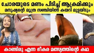 നിങ്ങൾ അറിഞ്ഞിരിക്കേണ്ട ഒരൊന്നൊന്നര മത്സ്യം  കാണ്ടിരു എന്ന വമ്പന്റെ കഥ  Facts about candiru [upl. by Dot]