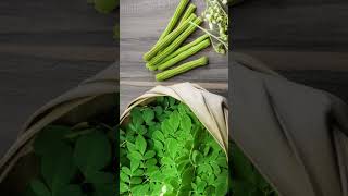 How to grow Moringa Plant from Cuttings and Seeds  Drumstick Tree  Moringa Oleifera [upl. by Egide450]