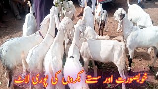 Low price only 27 hazar main Rajan Puri bakra 😳Today Bakra Mandi New Update 2024Domail mandi today [upl. by Ynohtnael]