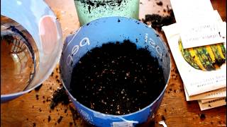 Sowing Biennial  Perennial Flowers from Seed for Next Season [upl. by Main164]