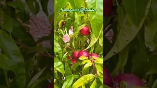 Organic homegrown Nectarines kitchen gardeningfruiting australia [upl. by Chip]