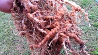 Treating root Knot Nematodes with Neem marigolds amp molasses  some handy info on Neem [upl. by Ennairak]