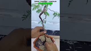 BONSAI TAMARIND tutorialsvideo bonsailover gardening plantslover naturelover plantitaplantito [upl. by Haile]