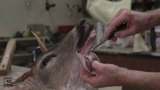 How To Correctly Cape A Deer Head For Taxidermy [upl. by Hna]