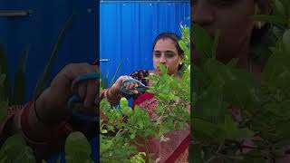 Bengal currant Harvest వాక్కాయలు హార్వెస్ట్  TELUGU GARDEN VLOG [upl. by Darcey]