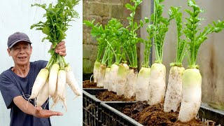 No need for a garden Growing radish at home is easy and gives big tubers [upl. by Bobby388]