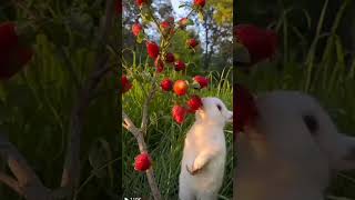 Rabbit eating fruitrabbiteatingfruit rabbiteatingfruitasmr bunnyeatingfruit bunnyeatingfruitasmr [upl. by Siegler]