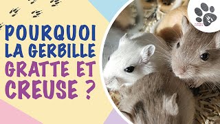 Pourquoi La Gerbille Gratte Sa Cage Et Creuse  Explication Des Comportements [upl. by Artie]