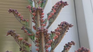 How to Propagate Pink Butterflies Kalanchoe Mother of Thousands [upl. by Annadal]