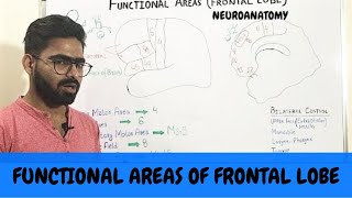 FUNCTIONAL AREAS OF FRONTAL LOBE  NEUROANATOMY OF CEREBRUM PART 4 [upl. by Nirol]