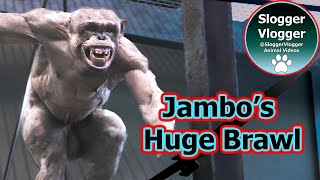 Jambo The Hairless Chimp In A Huge Brawl Which Caused More Injuries [upl. by Nylkoorb250]