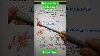 androecium morphologyoffloweringplants biologyneet2024neetbiology staminodencertncertbiology [upl. by Siroval]